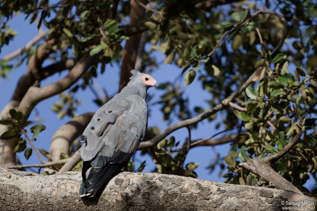 Gymnogène d'Afriqueadulte, pêche/chasse