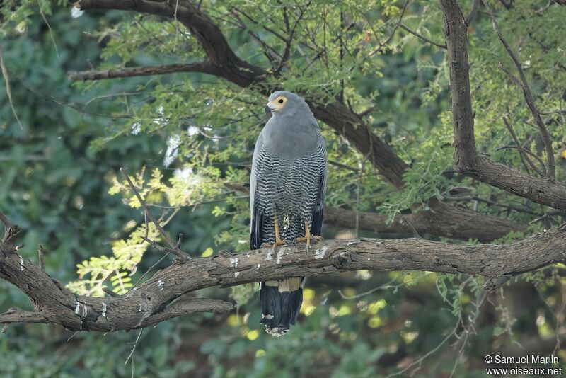 African Harrier-Hawkadult