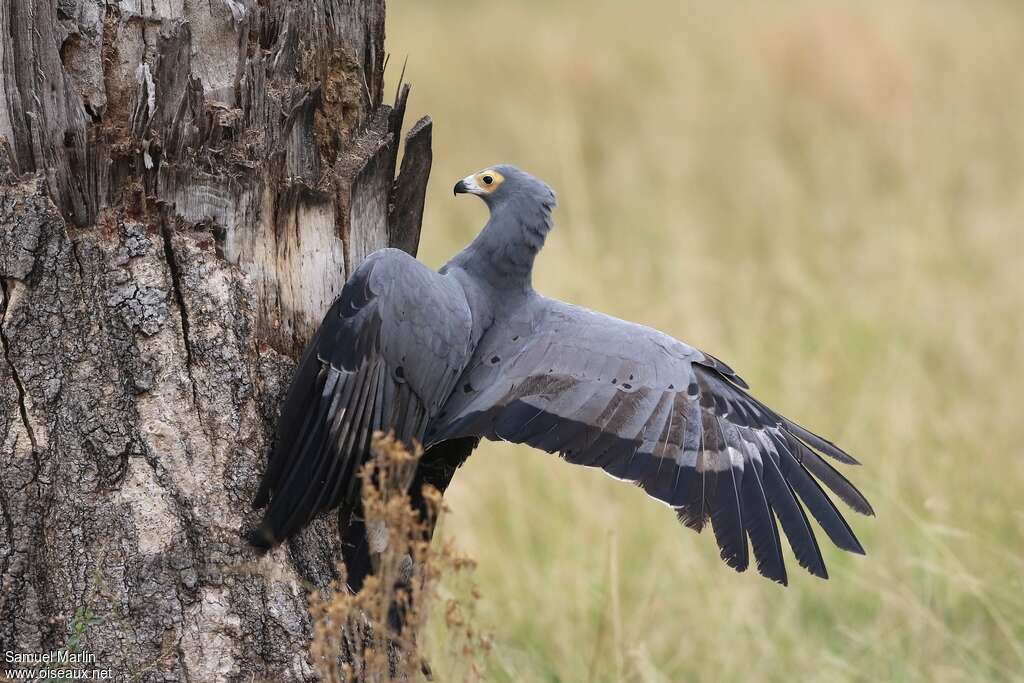 Gymnogène d'Afriqueadulte, pêche/chasse