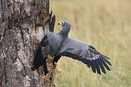 African Harrier-Hawk