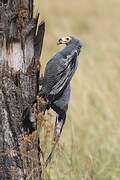 African Harrier-Hawk