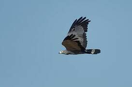 African Harrier-Hawk