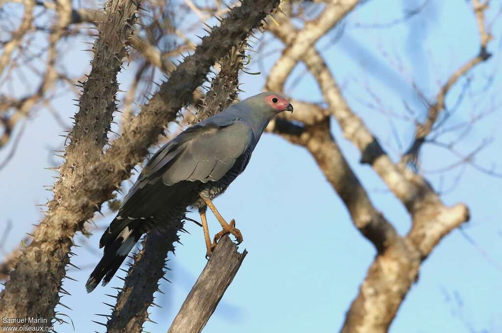 Gymnogène de Madagascaradulte, identification