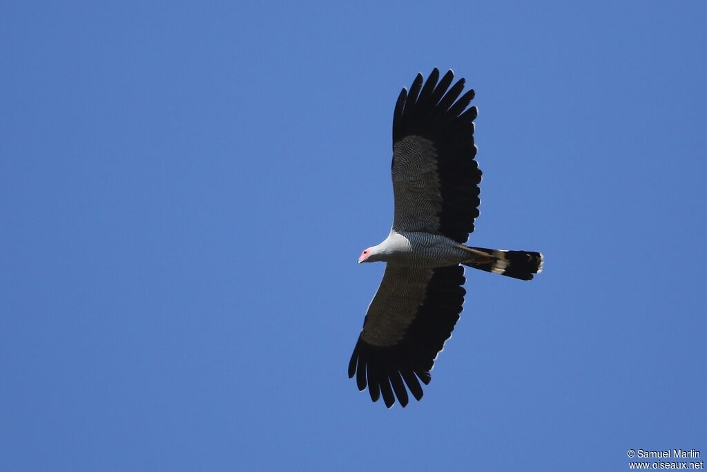 Madagascar Harrier-Hawkadult, Flight