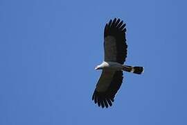 Madagascar Harrier-Hawk