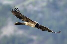 Bearded Vulture