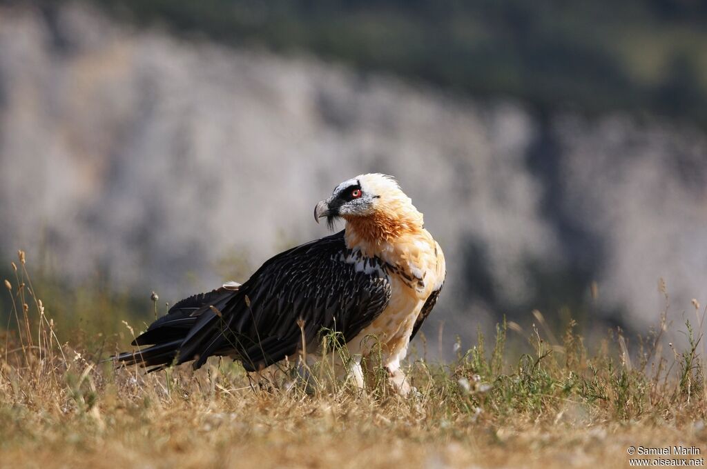 Bearded Vulture male adult