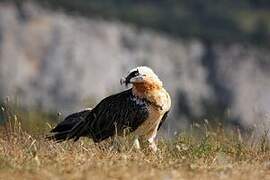 Bearded Vulture