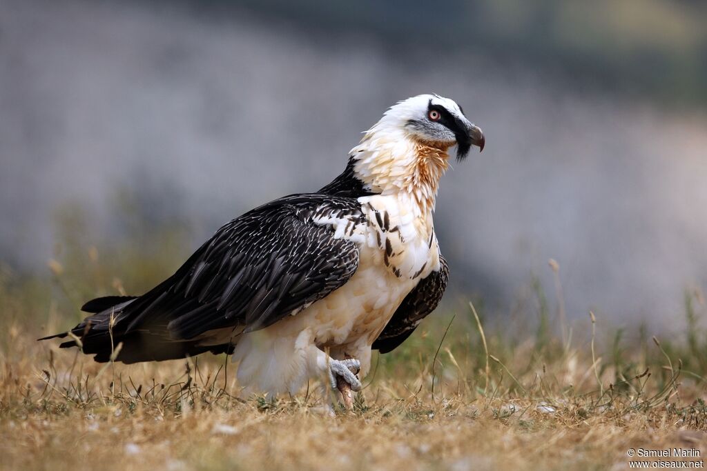 Bearded Vulture female adult