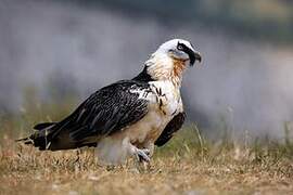 Bearded Vulture