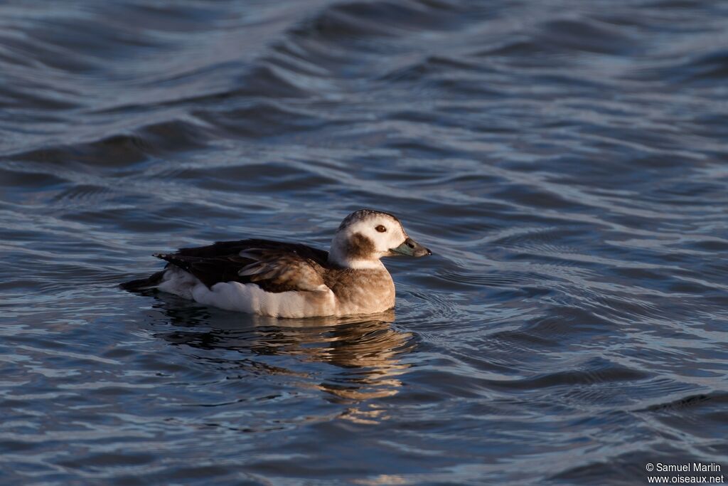 Harelde boréale - Harelde kakawi<br /> femelle adulte