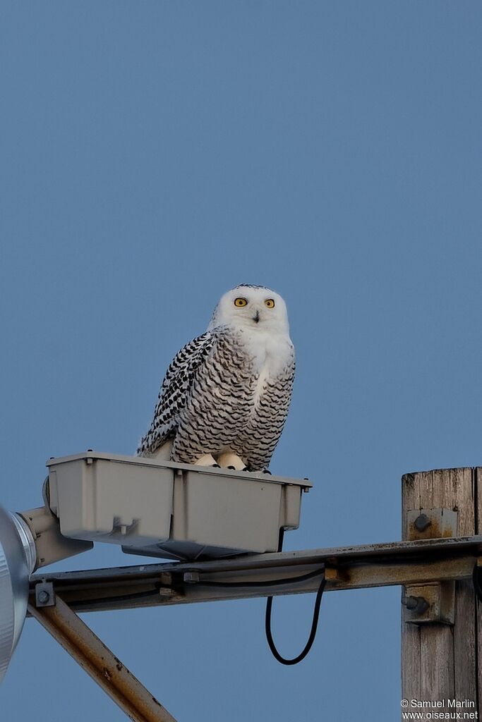 Snowy Owl female