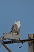 Snowy Owl