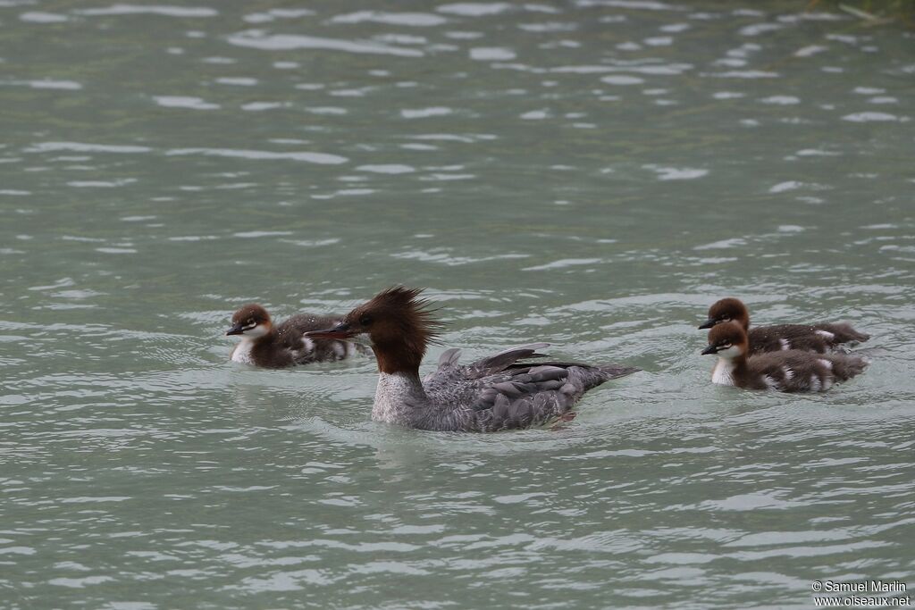 Common Merganser