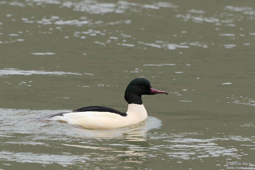 Common Merganser male adult