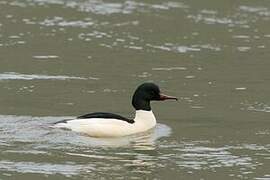 Common Merganser