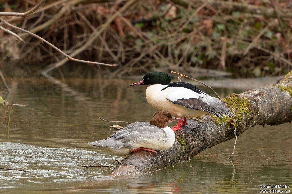 Common Merganseradult