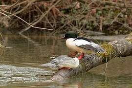 Common Merganser