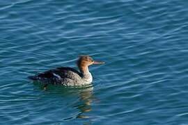 Red-breasted Merganser