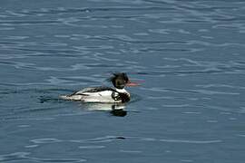 Red-breasted Merganser