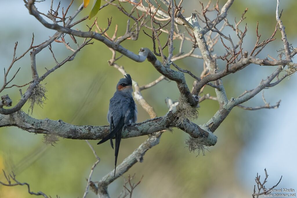 Crested Treeswift