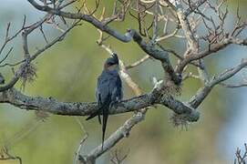 Crested Treeswift