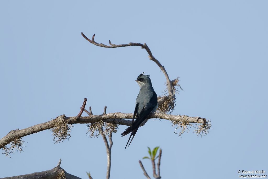 Crested Treeswiftadult