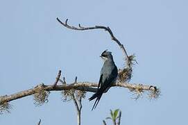 Crested Treeswift