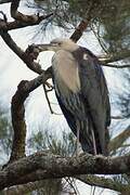 White-necked Heron