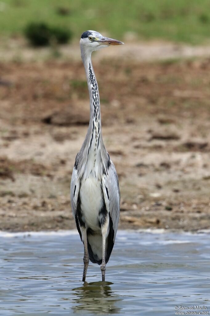 Grey Heronadult