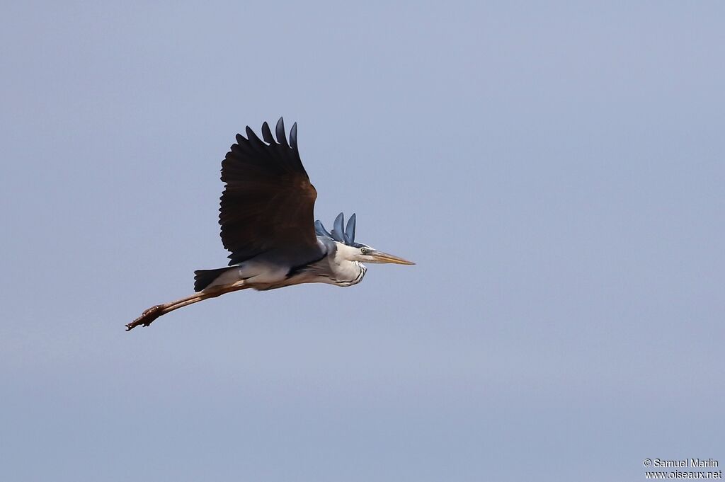 Grey Heronadult, Flight