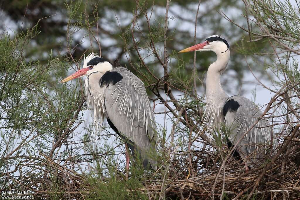 Grey Heronadult breeding