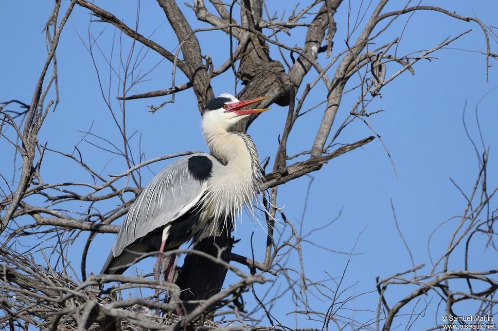 Grey Heron male adult breeding