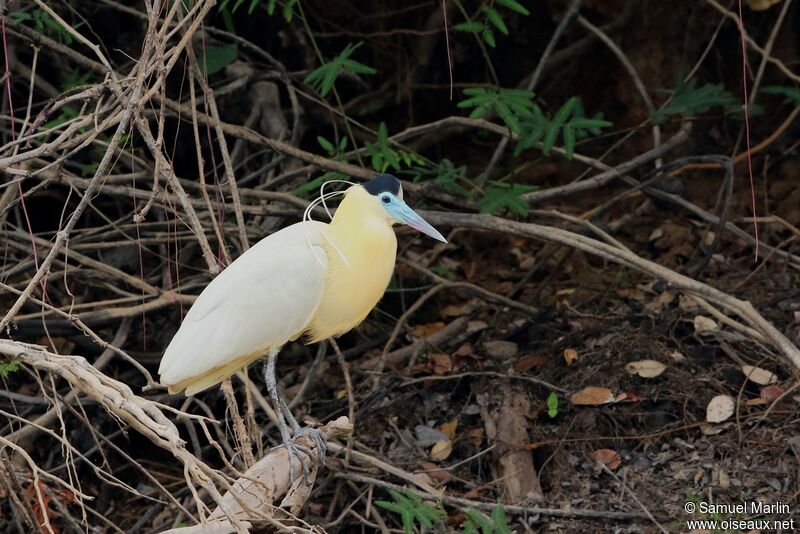 Capped Heron male adult