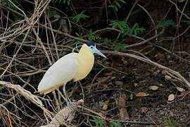 Capped Heron