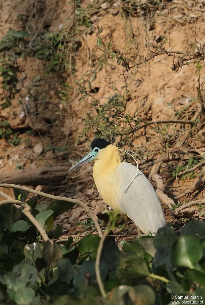 Capped Heronadult