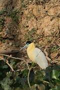 Capped Heron