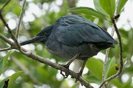 Lava Heron