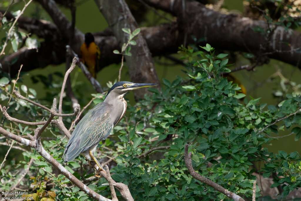 Héron des mangroves