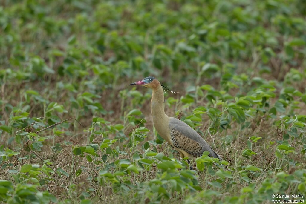 Whistling Heronadult