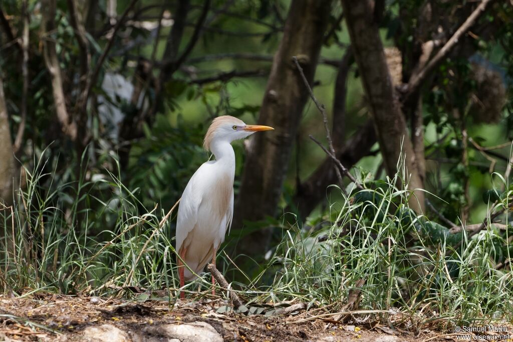 Western Cattle Egret male