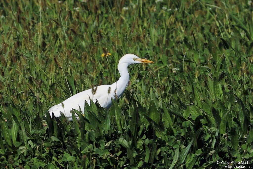 Western Cattle Egretadult