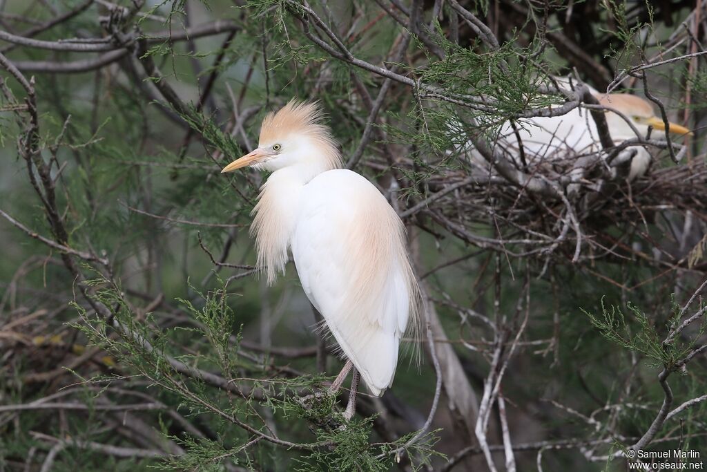 Western Cattle Egret male adult breeding