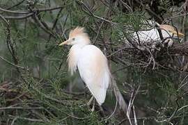 Western Cattle Egret