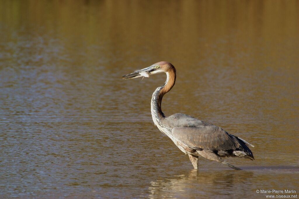 Goliath Heronadult, eats