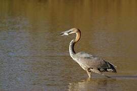 Goliath Heron