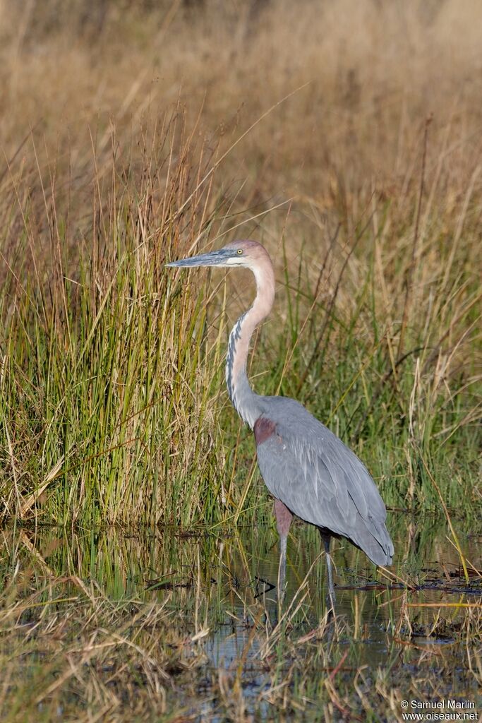 Héron goliathadulte