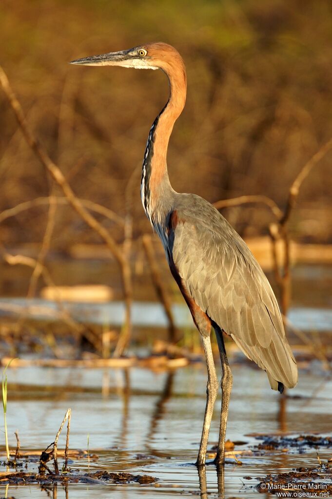 Goliath Heron male adult