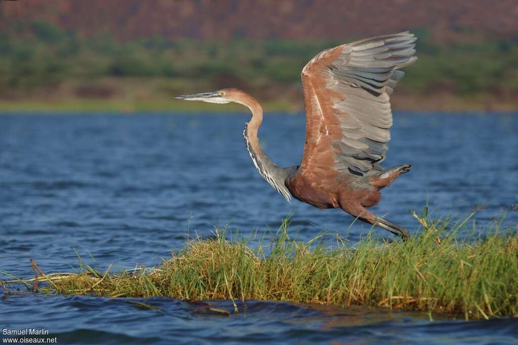 Goliath Heronadult, habitat