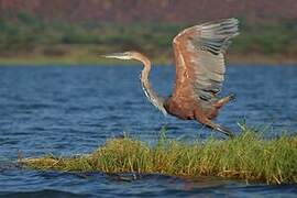 Goliath Heron